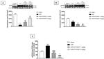 Phospho-PP2A alpha (Tyr307) Antibody in Western Blot (WB)