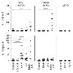 IL-12 p70 Antibody in ELISA (ELISA)