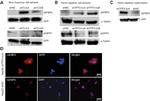 IGFBP5 Antibody in Western Blot, Immunocytochemistry (WB, ICC/IF)