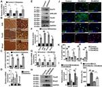 BMP-2 Antibody in Western Blot, Immunocytochemistry (WB, ICC/IF)