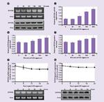 SPRR3 Antibody in Western Blot (WB)