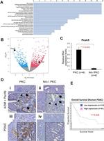 PCSK5 Antibody in Immunohistochemistry, Immunohistochemistry (Paraffin) (IHC, IHC (P))