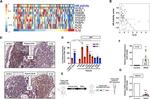 ACSL3 Antibody in Immunohistochemistry (IHC)