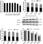 VKORC1L1 Antibody in Western Blot (WB)