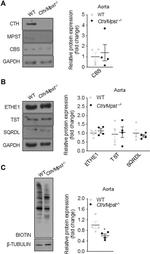 ETHE1 Antibody in Western Blot (WB)