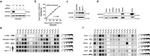 FTSJD1 Antibody in Western Blot (WB)