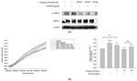 Phospho-TRPV1 (Ser502) Antibody in Western Blot (WB)