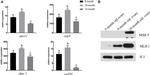 MSH5 Antibody in Western Blot (WB)