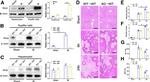 Ninjurin 1 Antibody in Western Blot (WB)