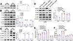 Ninjurin 1 Antibody in Western Blot (WB)