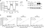 SCO2 Antibody in Western Blot (WB)