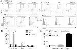 MHC Class II (I-A/I-E) Antibody in Flow Cytometry (Flow)