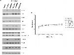 Phospho-PERK (Thr980) Antibody in Western Blot (WB)