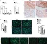 BMP5 Antibody in Immunohistochemistry (IHC)