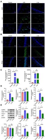 NLRP3 Antibody in Immunocytochemistry (ICC/IF)