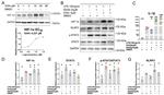 NLRP3 Antibody in Western Blot (WB)