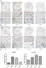 NLRP3 Antibody in Immunohistochemistry (IHC)