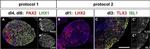 PAX2 Antibody in Immunocytochemistry (ICC/IF)