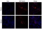 beta-3 Tubulin Antibody in Immunohistochemistry (Paraffin) (IHC (P))