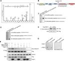 GAPDH Loading Control Antibody in Western Blot (WB)