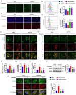 SIRT3 Antibody in Western Blot (WB)