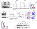 TCCR Antibody in Western Blot (WB)