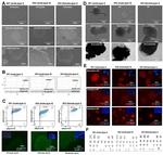 SSEA4 Antibody in Flow Cytometry (Flow)