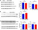 GAPDH Antibody in Western Blot (WB)