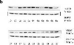 Mouse IgG (H+L) Secondary Antibody in Western Blot (WB)