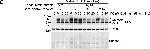 Mouse IgG (H+L) Secondary Antibody in Western Blot (WB)