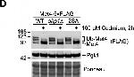 Mouse IgG (H+L) Secondary Antibody in Western Blot (WB)