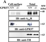 Rabbit IgG (H+L) Secondary Antibody in Western Blot (WB)