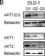 Mouse IgG (H+L) Secondary Antibody in Western Blot (WB)