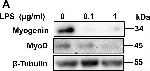 Mouse IgG (H+L) Secondary Antibody in Western Blot (WB)