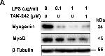 Mouse IgG (H+L) Secondary Antibody in Western Blot (WB)