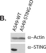 Mouse IgG (H+L) Secondary Antibody in Western Blot (WB)