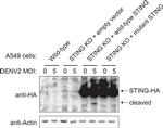 Mouse IgG (H+L) Secondary Antibody in Western Blot (WB)