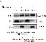 Mouse IgG (H+L) Secondary Antibody in Western Blot (WB)