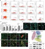 CD1c Antibody in Flow Cytometry (Flow)