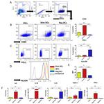 CD86 (B7-2) Antibody in Flow Cytometry (Flow)