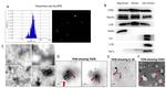 TSG101 Antibody in Western Blot (WB)