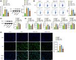 CD206 Antibody in Flow Cytometry (Flow)