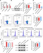 CD4 Antibody in Flow Cytometry (Flow)