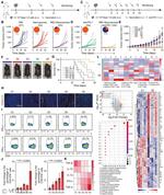 IFN gamma Antibody in Flow Cytometry (Flow)