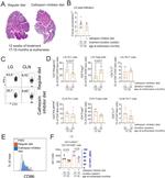 CD4 Antibody in Flow Cytometry (Flow)