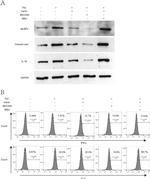 CD4 Antibody in Flow Cytometry (Flow)