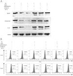 CD4 Antibody in Flow Cytometry (Flow)