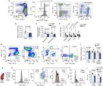 F4/80 Antibody in Flow Cytometry (Flow)