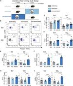 CD4 Antibody in Flow Cytometry (Flow)