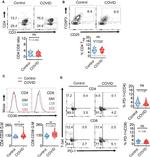 CD4 Antibody in Flow Cytometry (Flow)